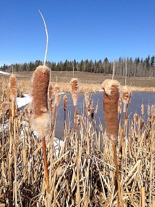 Fish Creek - Cattails