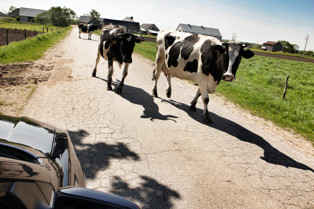 Polish Cows