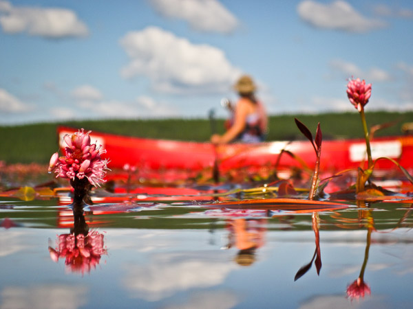 Flowers and Cannoe, Fond Du Lac River