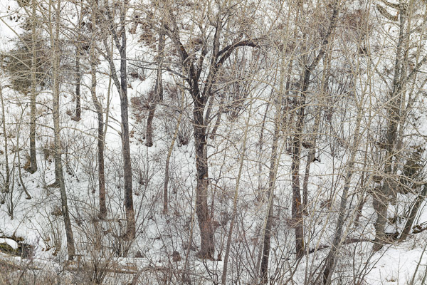 Bowmont Park, Waterfall Valley, Winter Trees