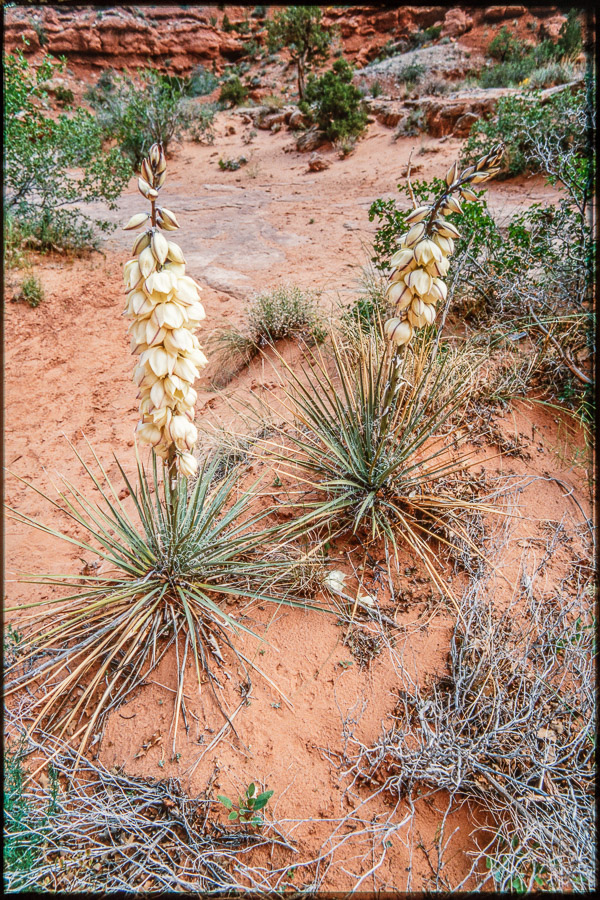 Yucca