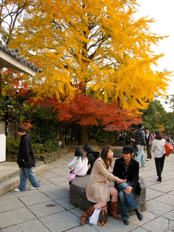 Couple and Autumn Foliage, Kōtoku-in Temple, Kamakura, Japan