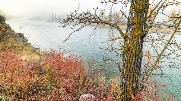 Bow River Autumn Morning 1