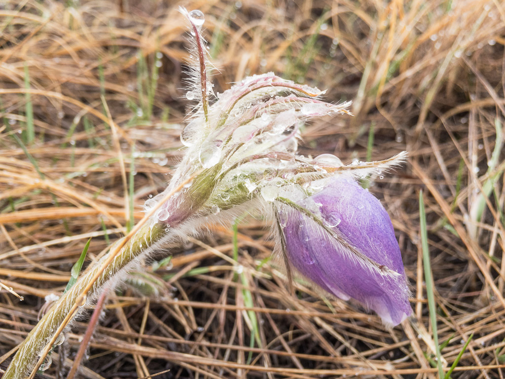 Prairie Crocus During Spring Snow Shower
