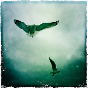 Seagulls, Sopot Poland, 2011