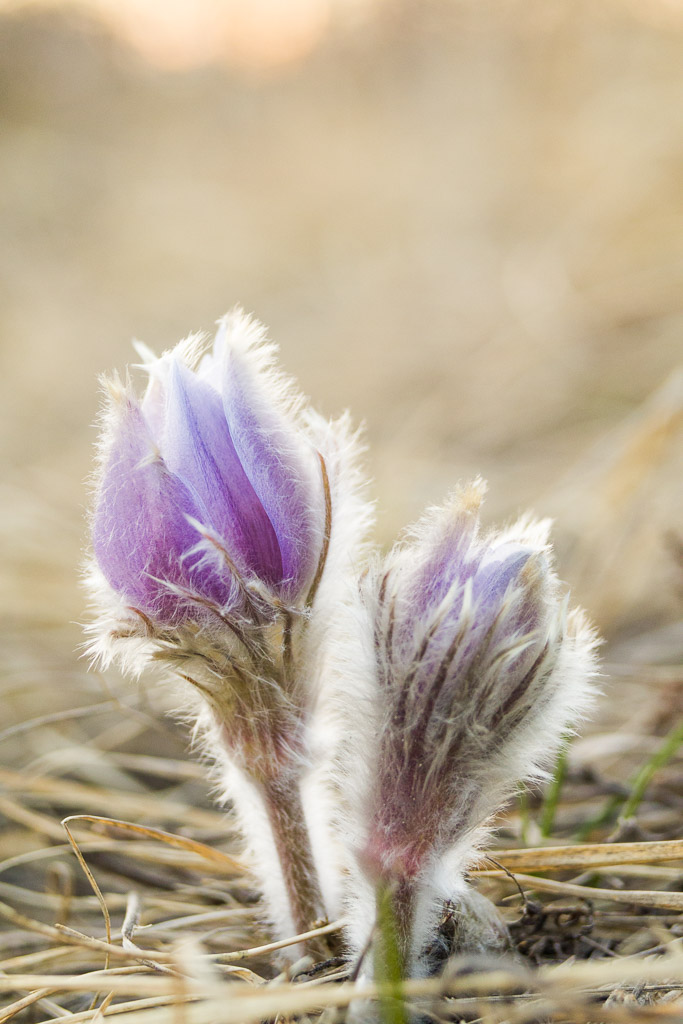 Prairie Crocuses Backlit By The Setting Sun