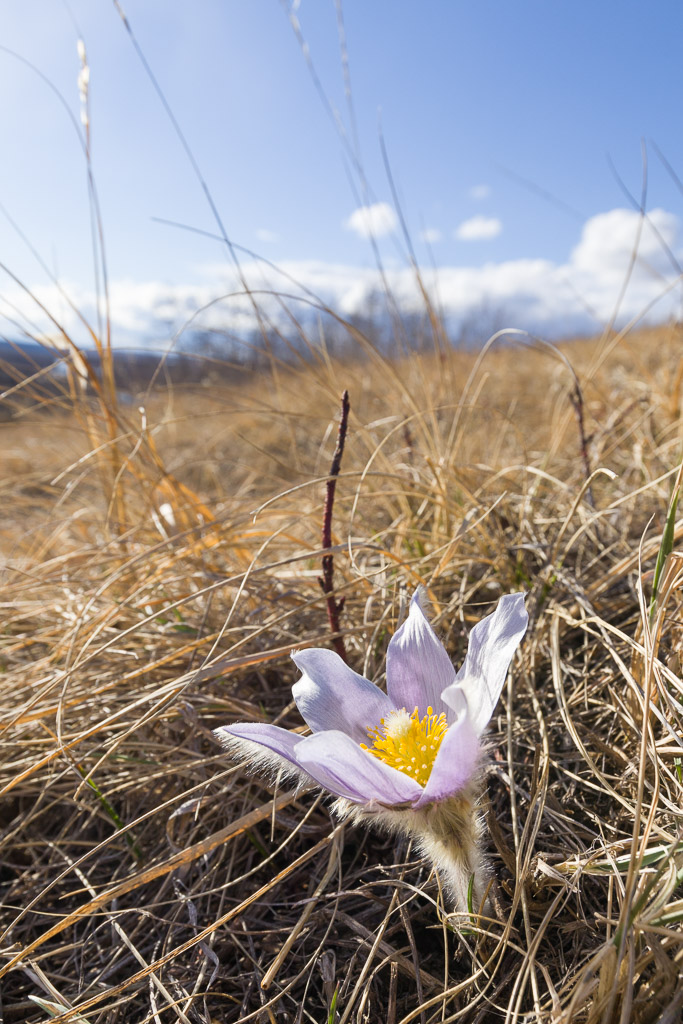 Prairie Crocus