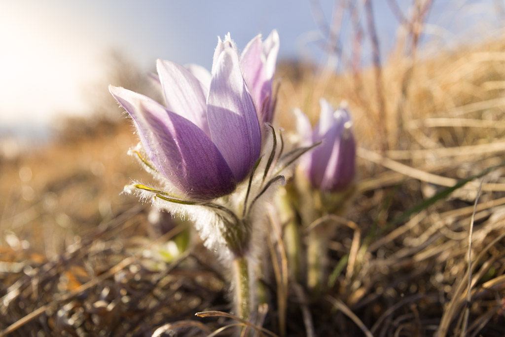 Prairie Crocuses