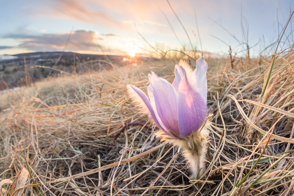 Prairie Crocus at Sunset