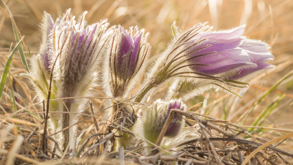 Prairie Crocuses