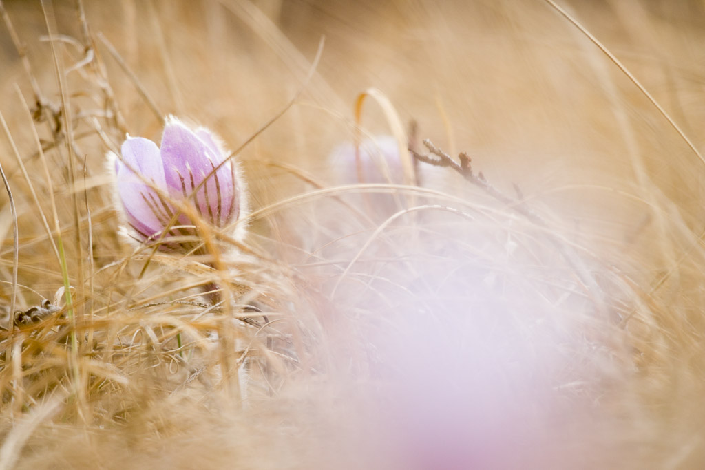Prairie Crocuses