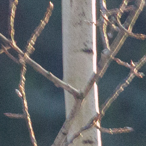 Canon EF 80-200mm f/2.8L w/ Heliopan S 72