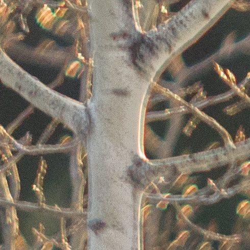 Canon EF 80-200mm f/2.8L w/ Heliopan S 72