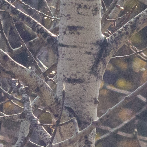 Canon EF 80-200mm f/2.8L w/o Filter