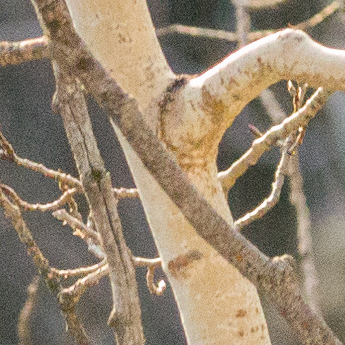 Canon EF 80-200mm f/2.8L w/o Filter