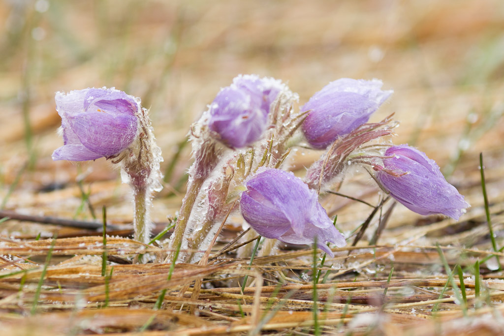 Prairie Crocuses During Spring Snow Shower