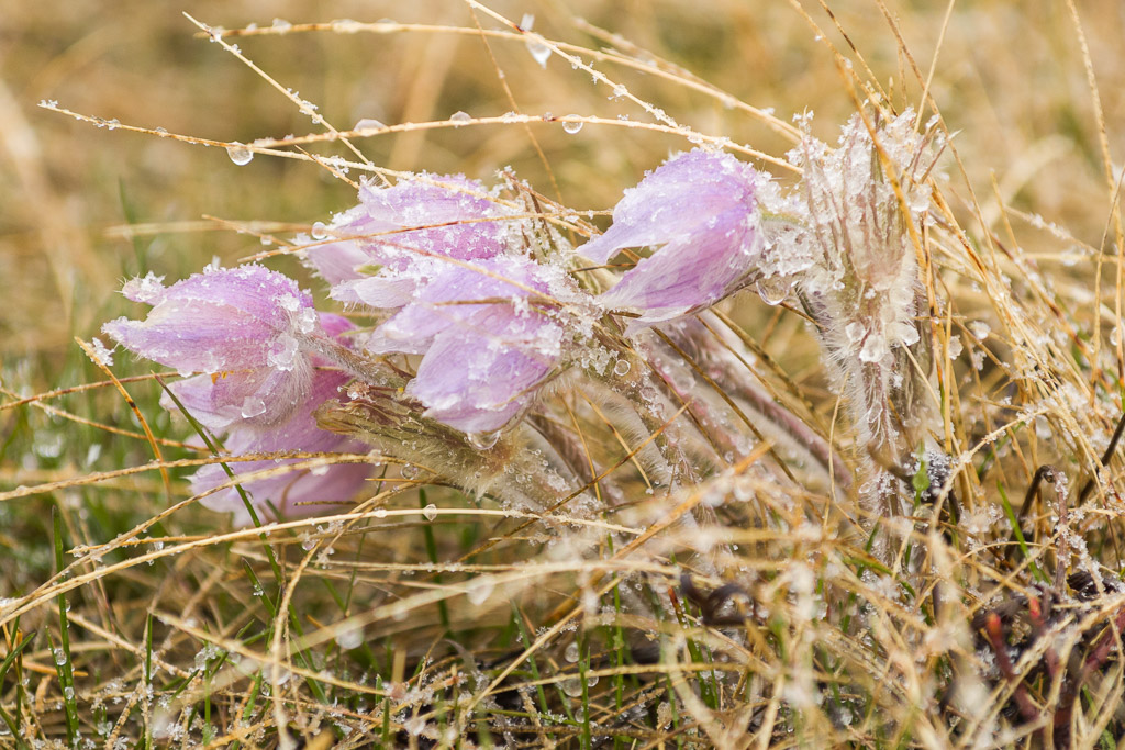 Canon EF 80-200mm f/2.8L @ 200mm f/4 1/500sec ISO800